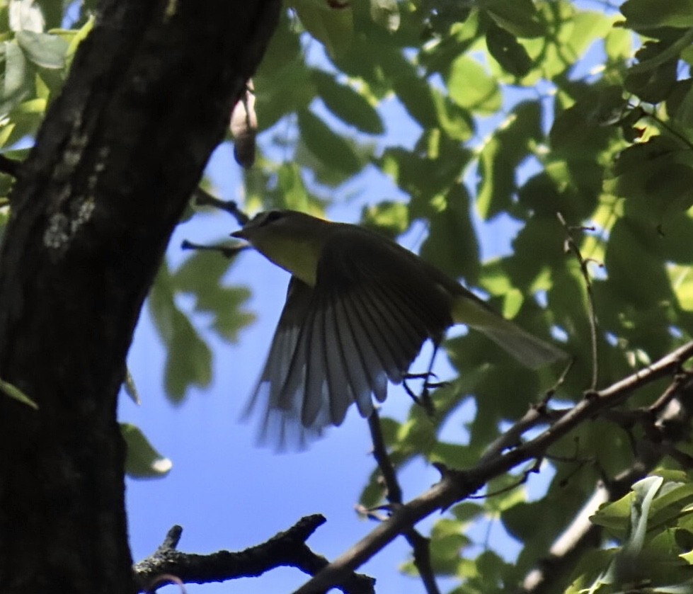 Philadelphia Vireo - ML642076349