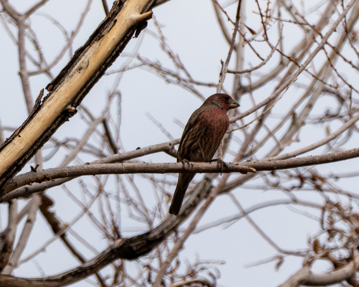 House Finch - ML642076358