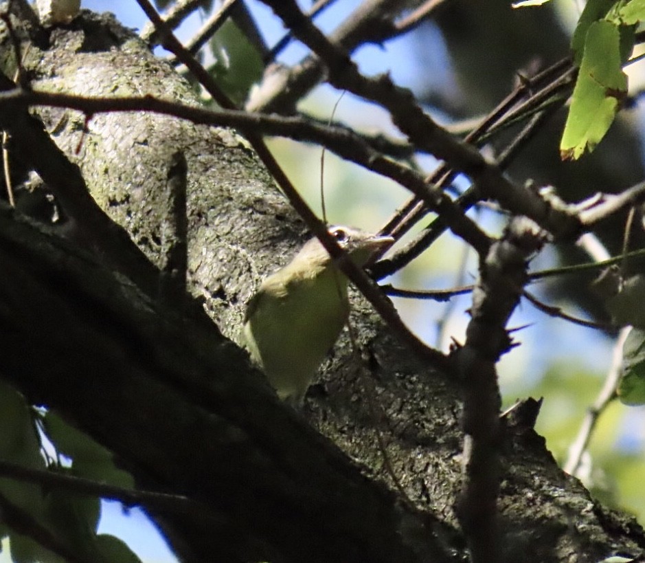 Philadelphia Vireo - ML642076373