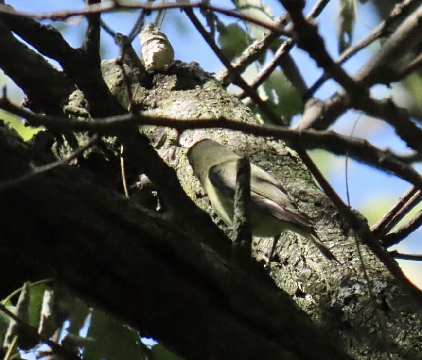 Philadelphia Vireo - ML642076374
