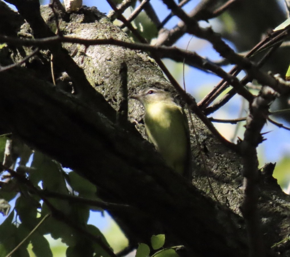 Philadelphia Vireo - ML642076375