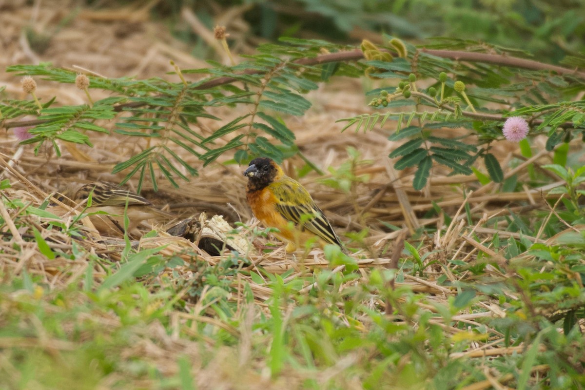 Black-headed Weaver - ML642076383