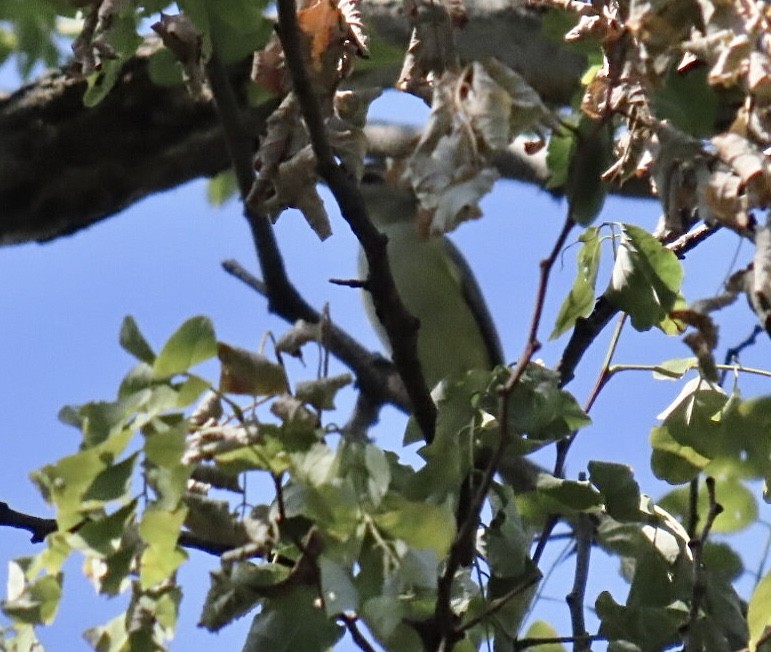 Warbling Vireo (Eastern) - ML642076384