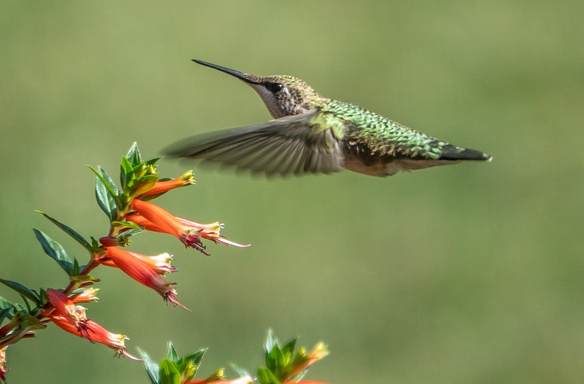 Ruby-throated Hummingbird - ML642076388