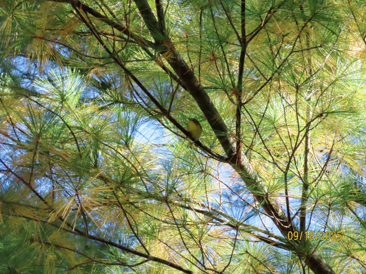 Pine Warbler - ML642076389