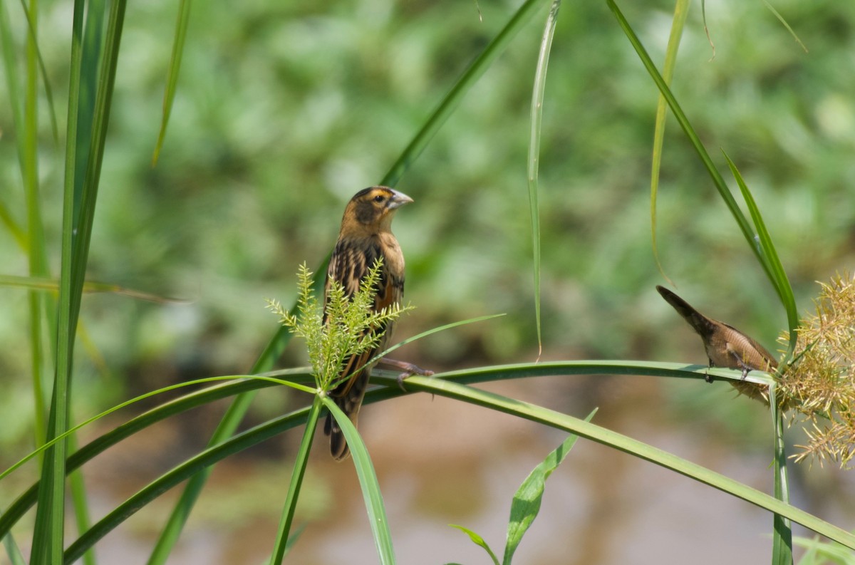 Fan-tailed Widowbird - ML642076391