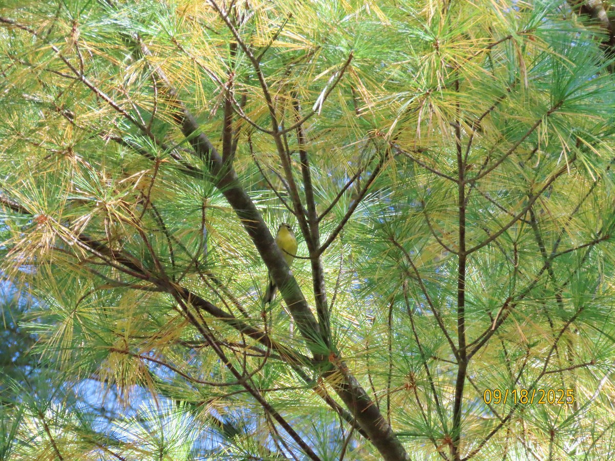 Pine Warbler - ML642076402