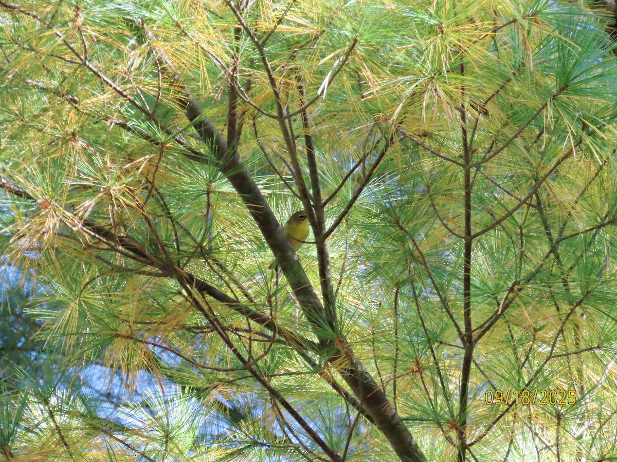 Pine Warbler - ML642076408