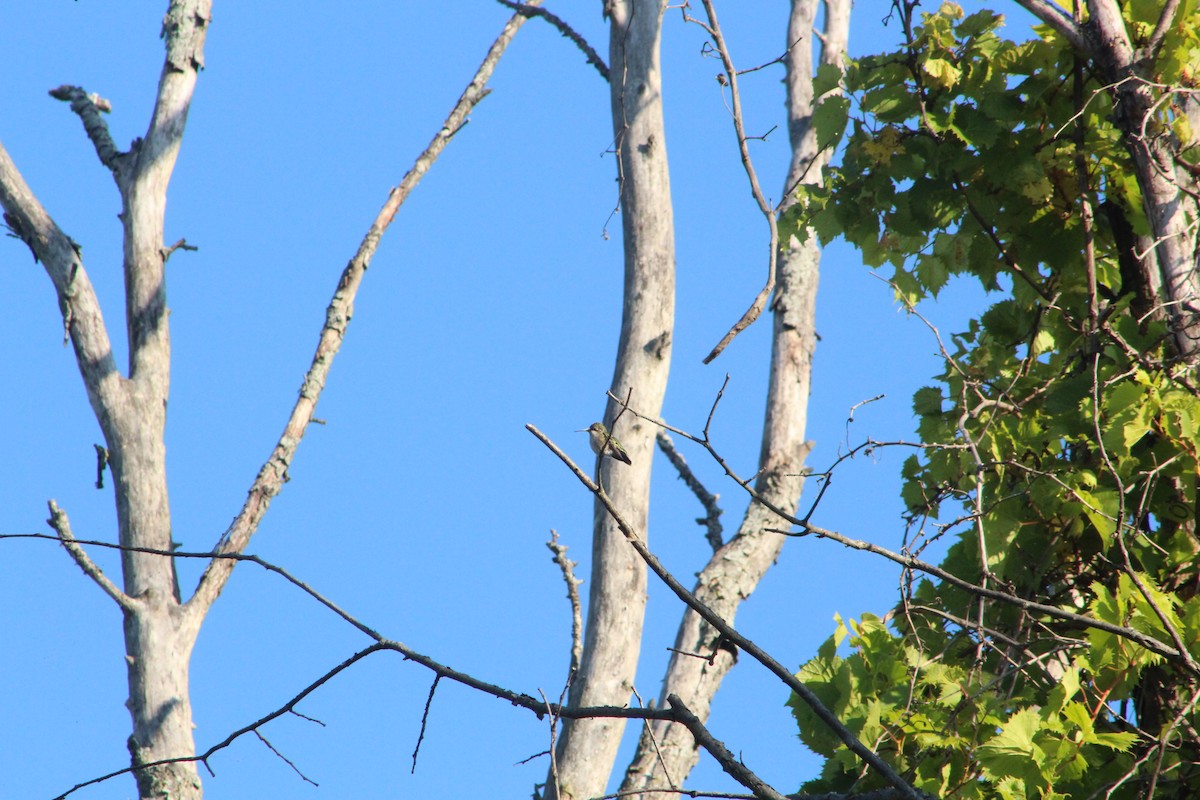 Ruby-throated Hummingbird - ML642076419