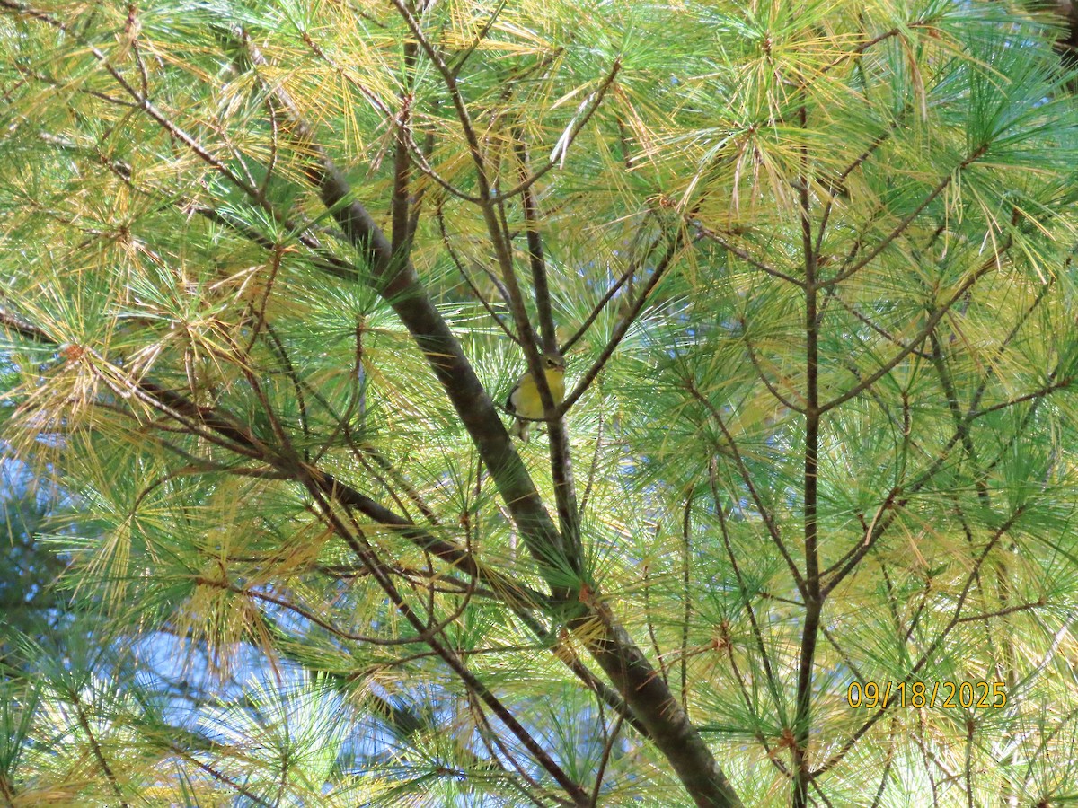 Pine Warbler - ML642076423