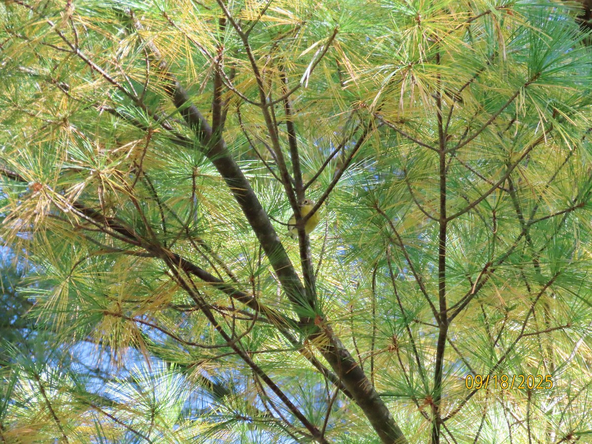 Pine Warbler - ML642076428