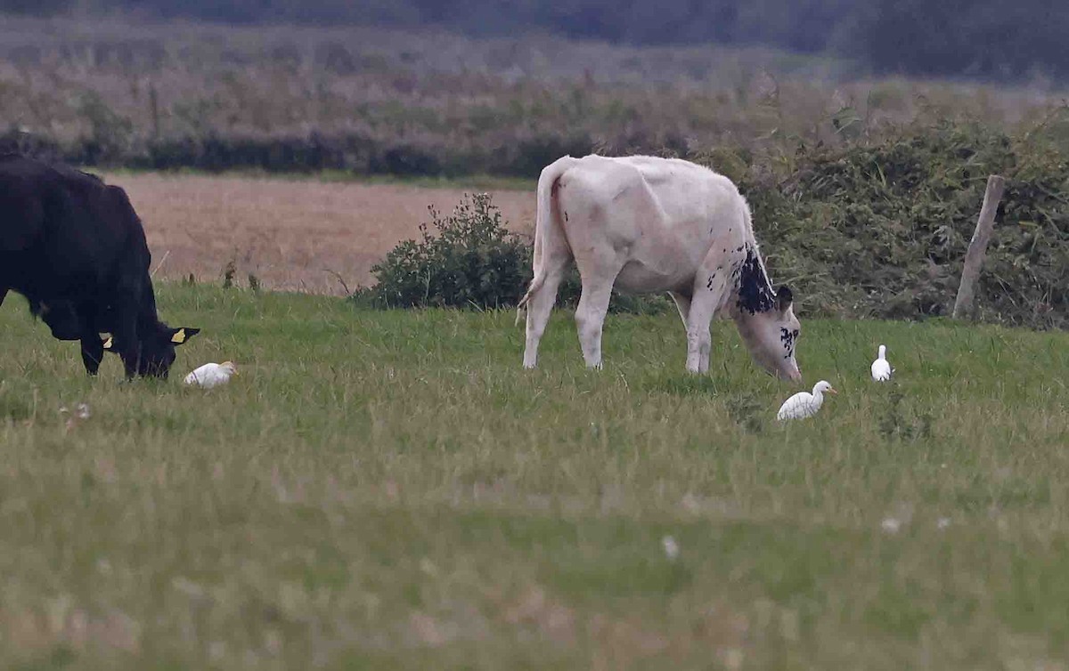 Western Cattle-Egret - ML642076429