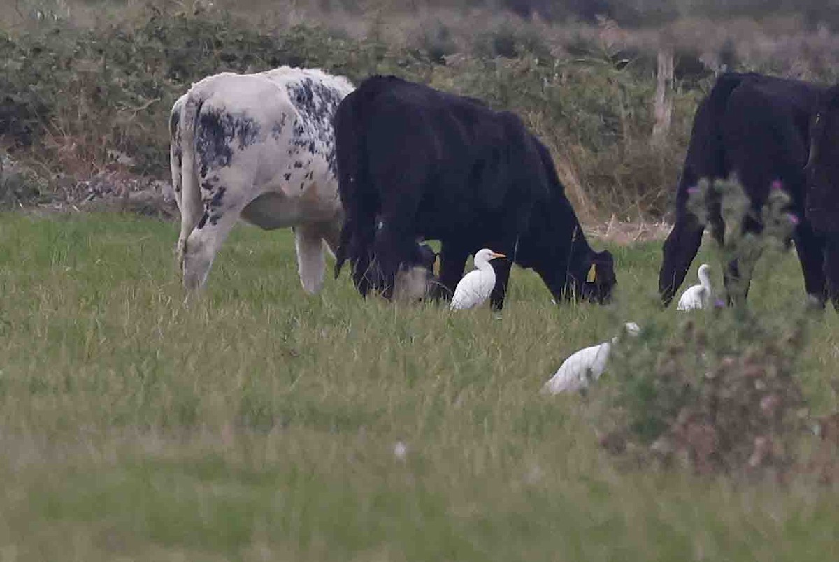 Western Cattle-Egret - ML642076434