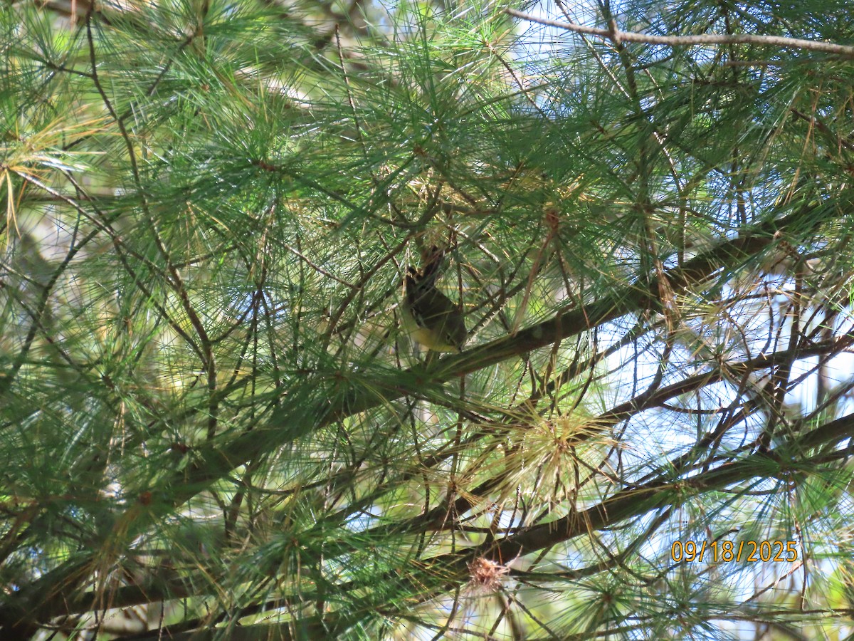 Pine Warbler - ML642076435