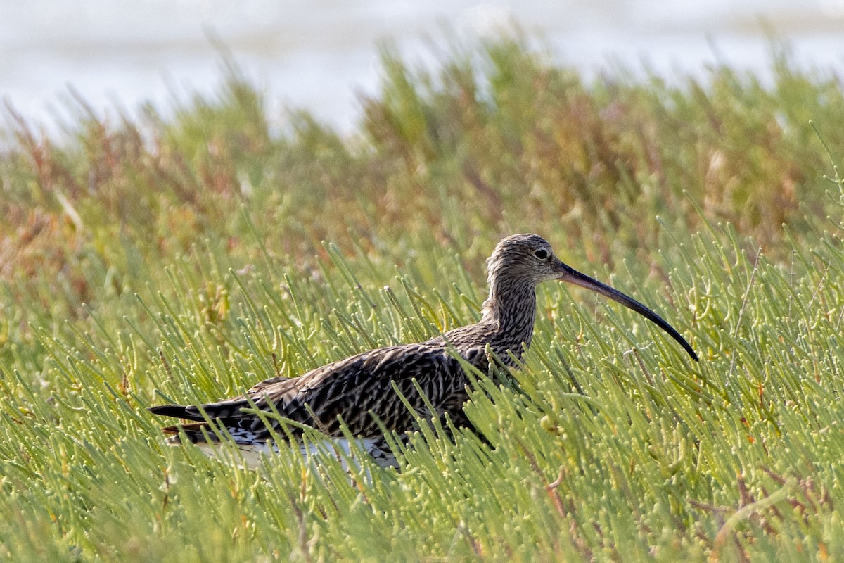 Eurasian Curlew - ML642076449