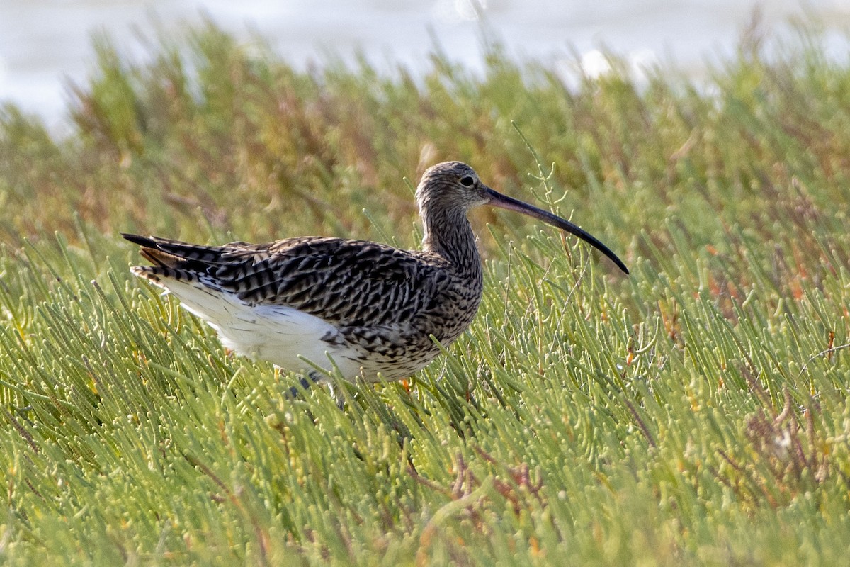 Eurasian Curlew - ML642076450
