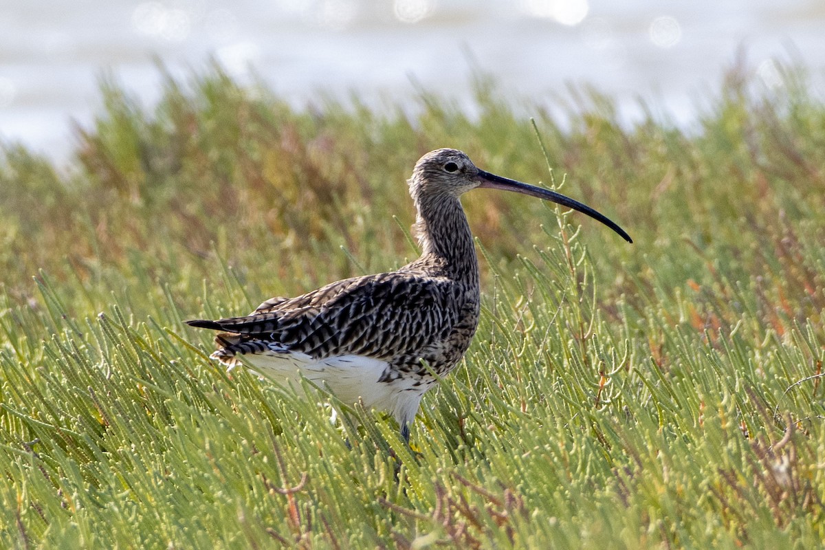Eurasian Curlew - ML642076451
