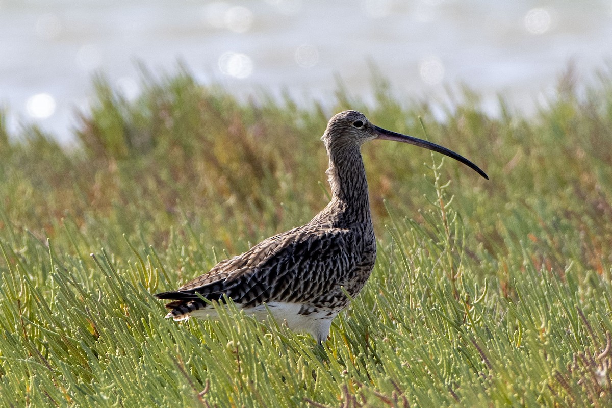 Eurasian Curlew - ML642076453