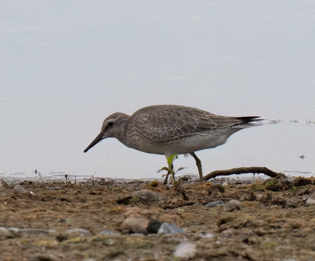 Red Knot - ML642076477