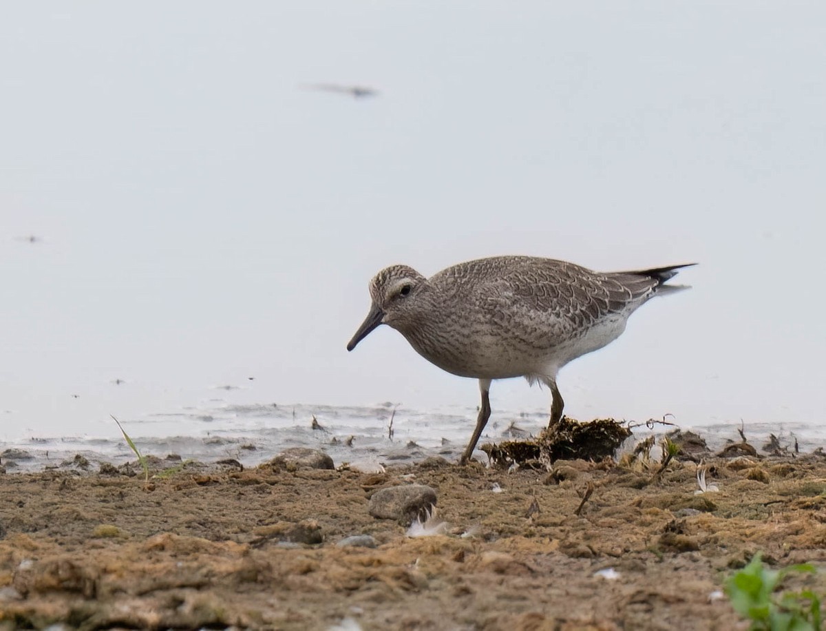 Red Knot - ML642076478