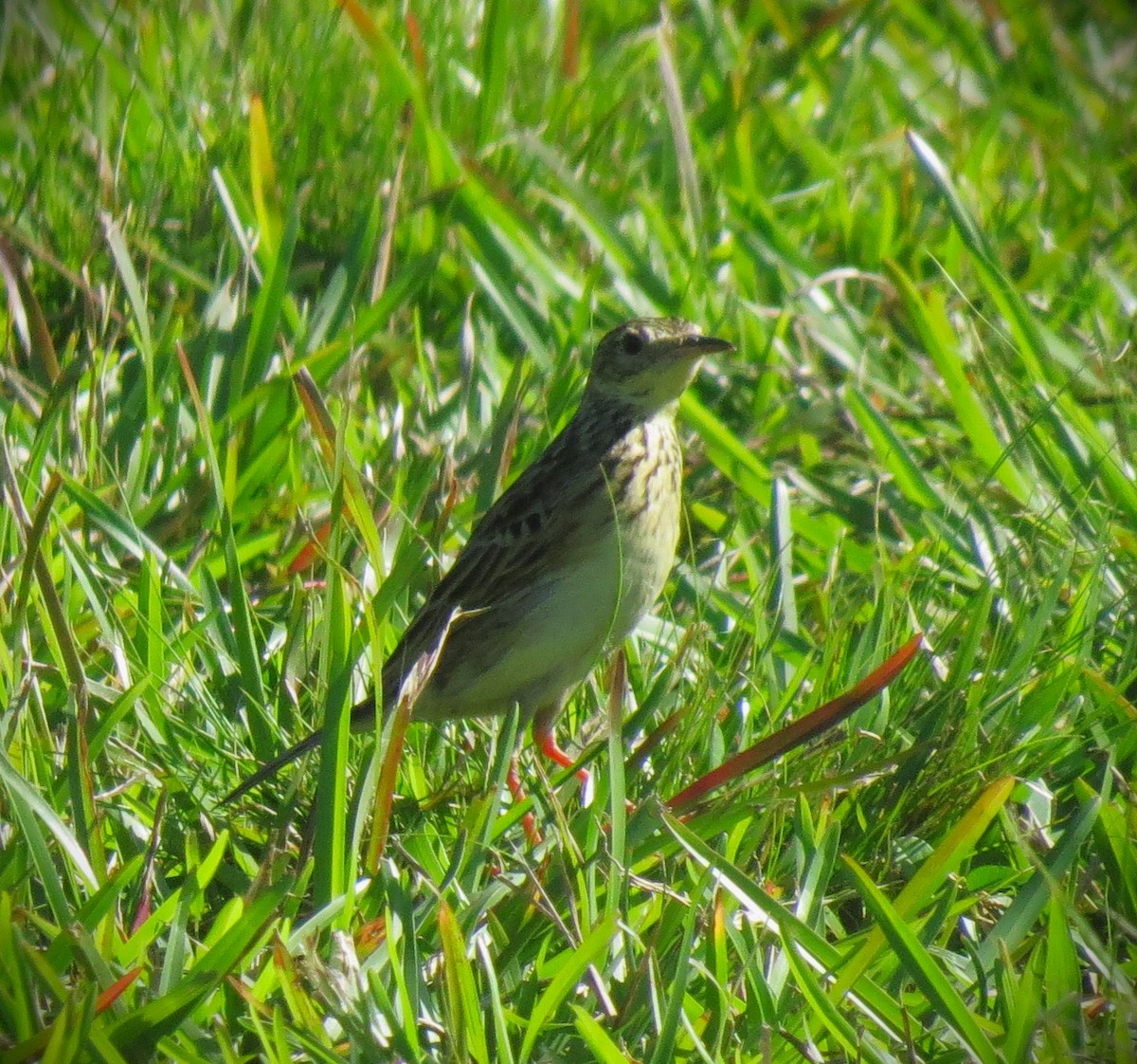 Yellowish Pipit - ML642076500