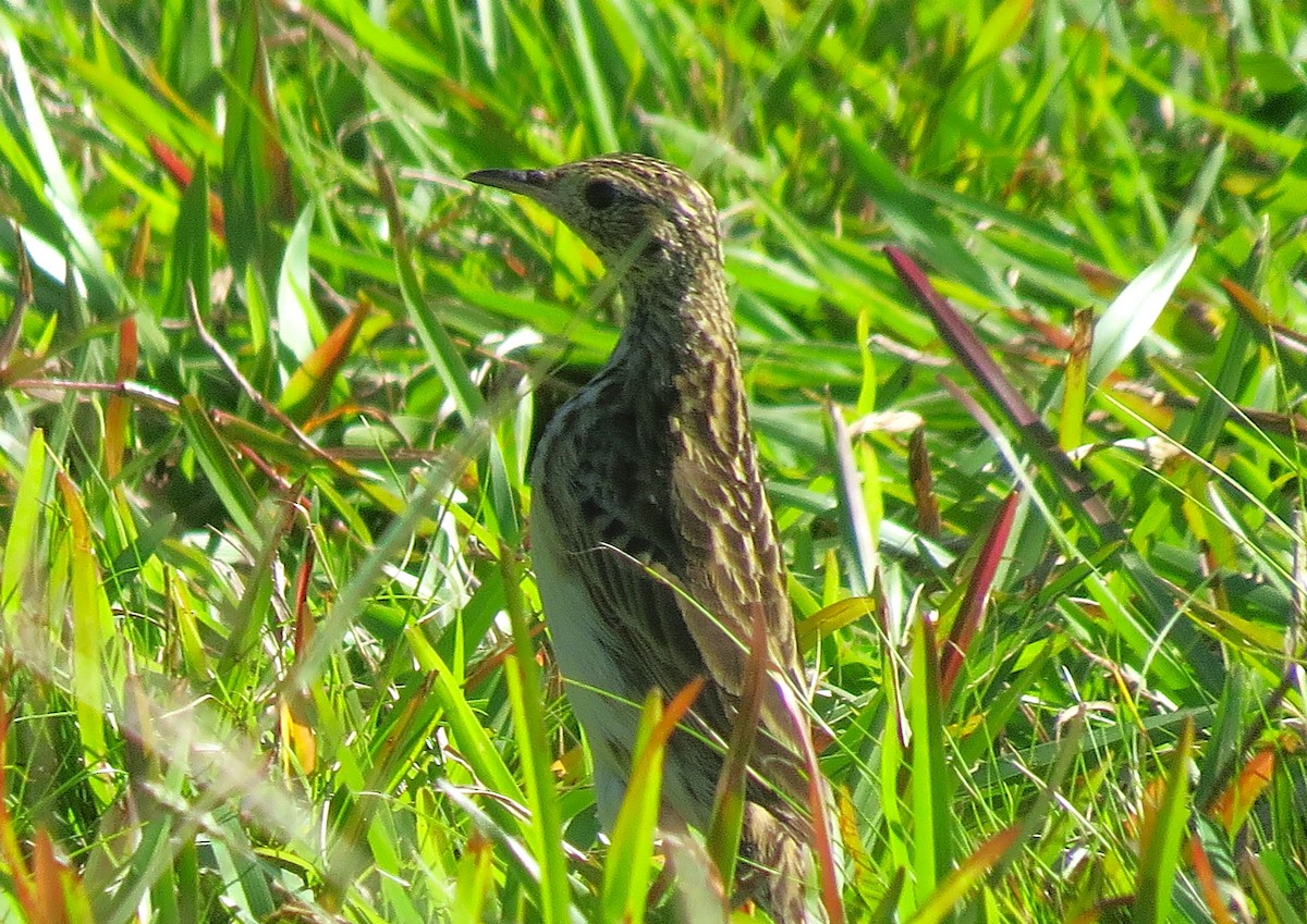 Yellowish Pipit - ML642076501