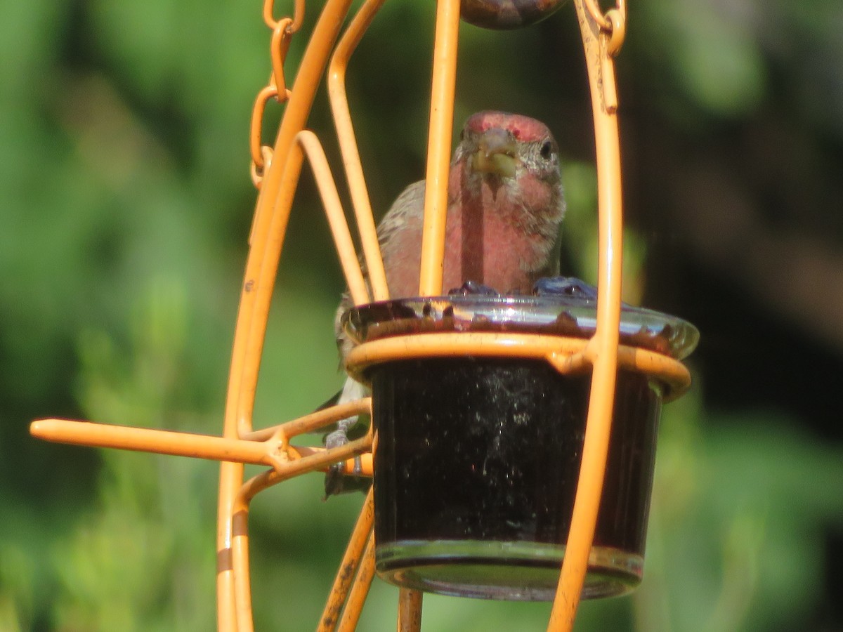 House Finch - ML642076519