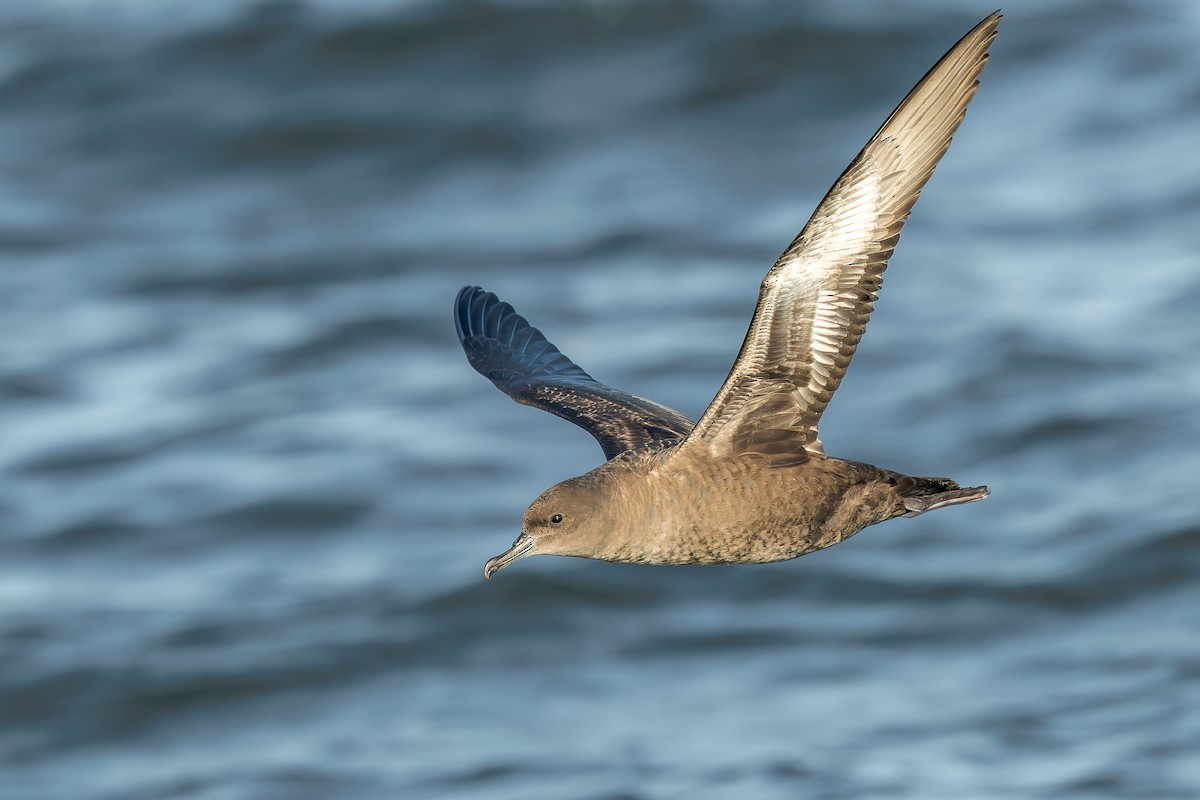 buřňák temný - ML642076526