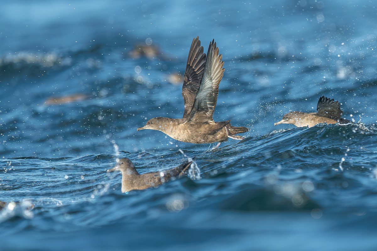 buřňák temný - ML642076527