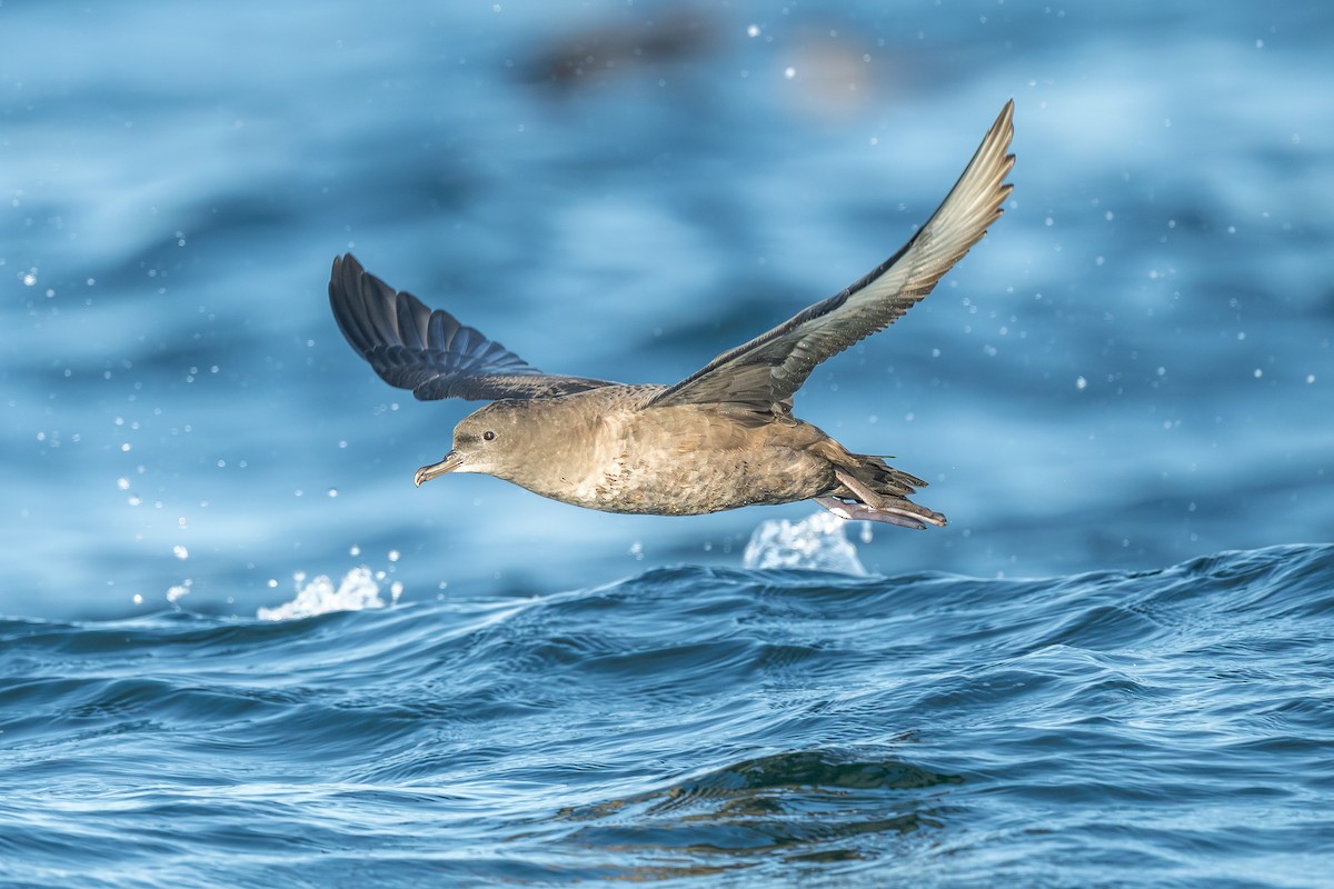 buřňák temný - ML642076528