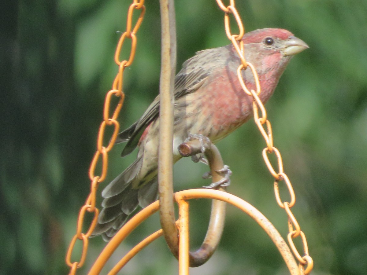 House Finch - ML642076542