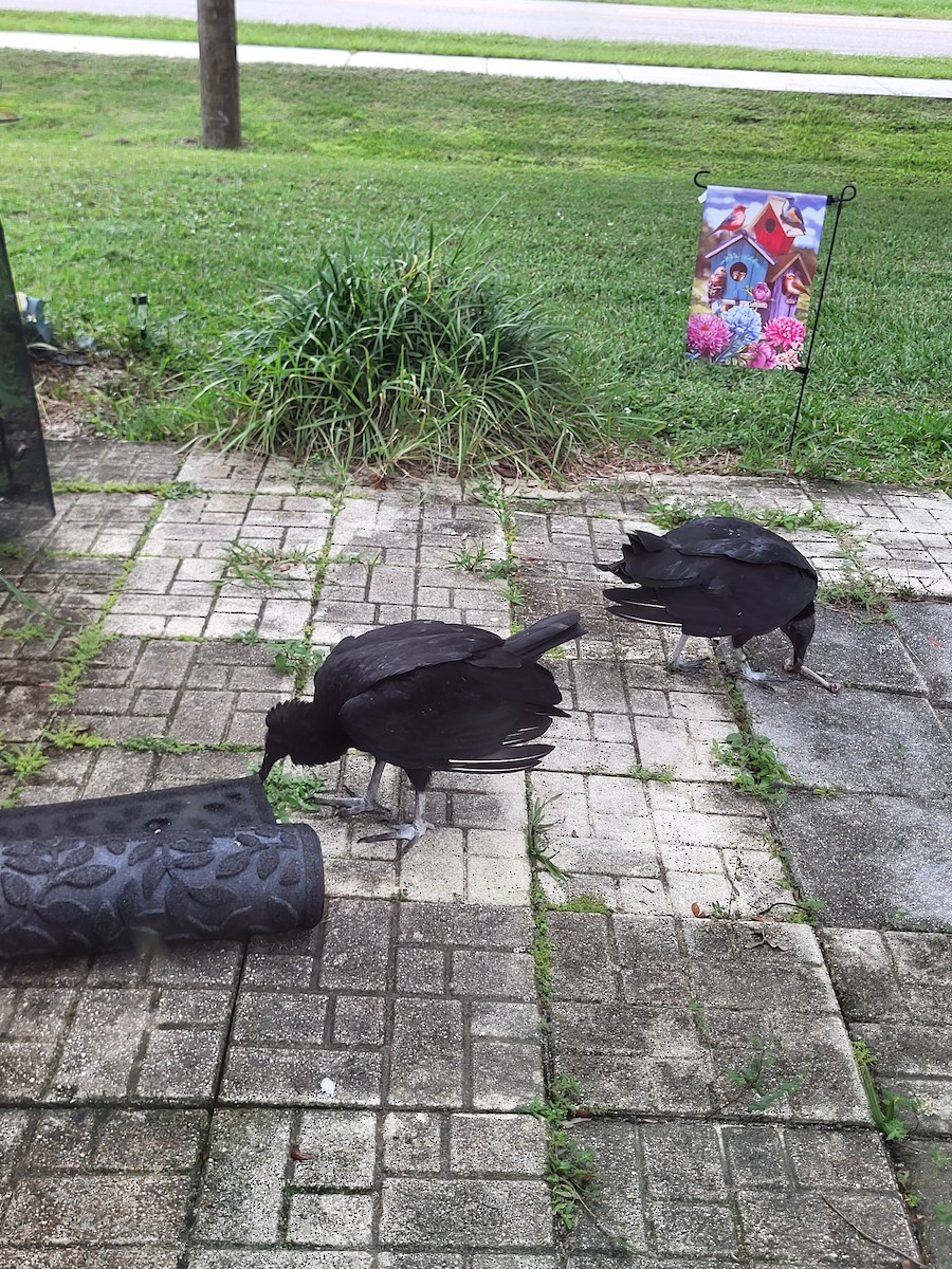 Black Vulture - ML642076546