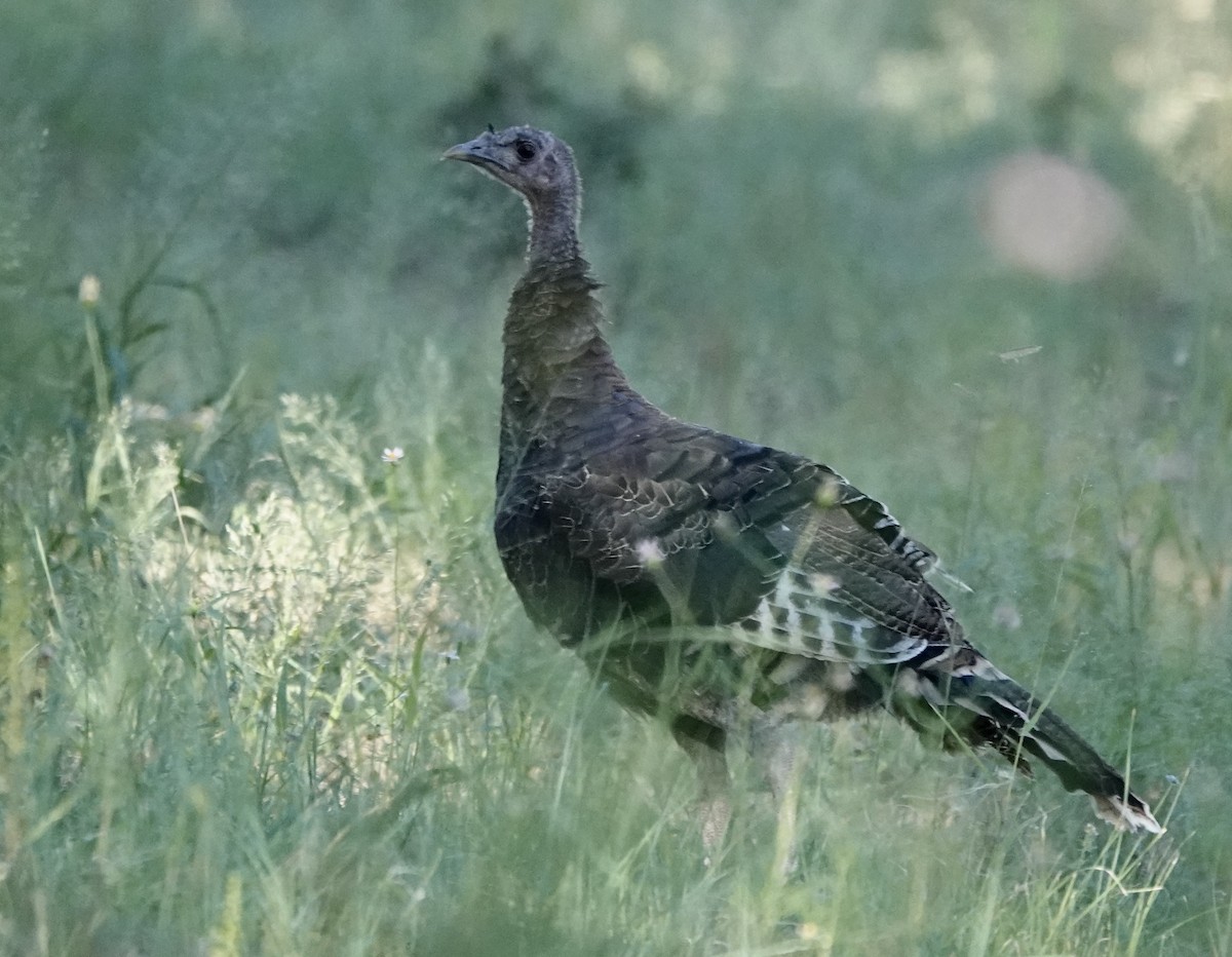 Guajolote Gallipavo - ML642076549