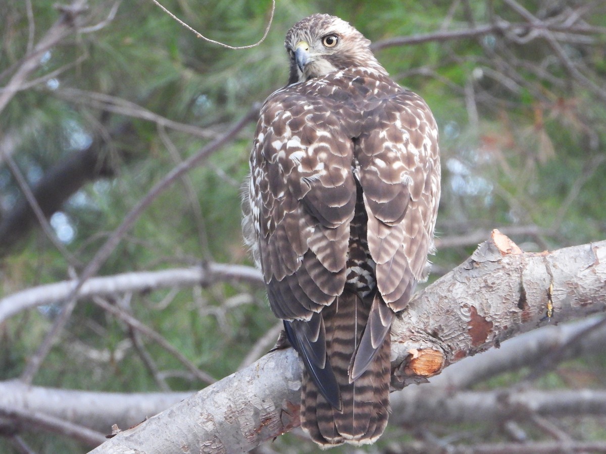 Red-tailed Hawk - ML642076551
