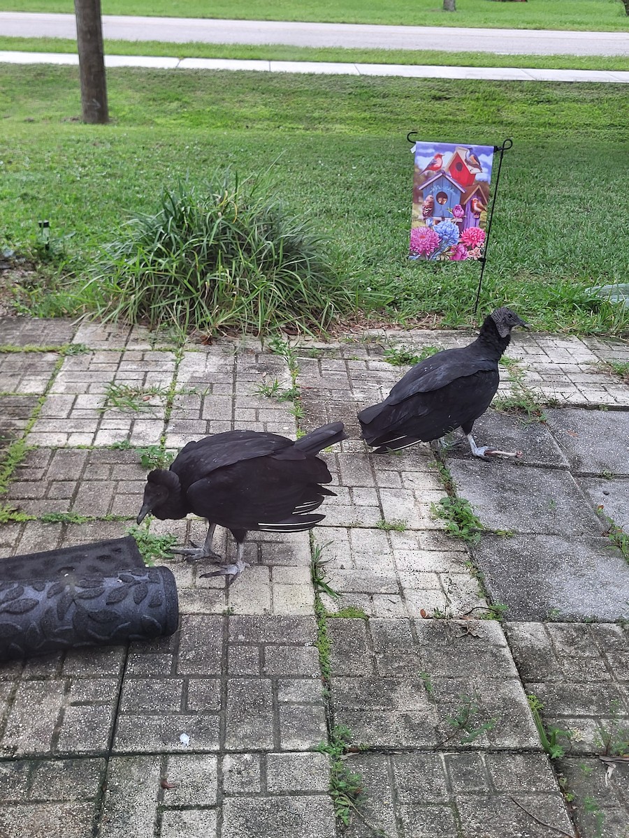 Black Vulture - ML642076552