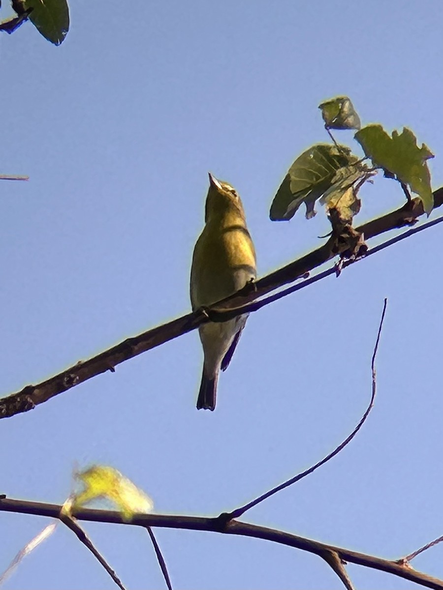 Sarı Gerdanlı Vireo - ML642076555