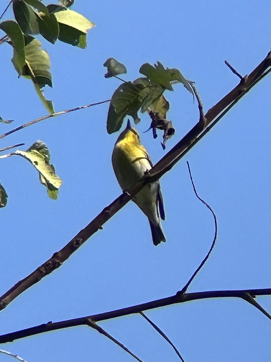 Sarı Gerdanlı Vireo - ML642076556