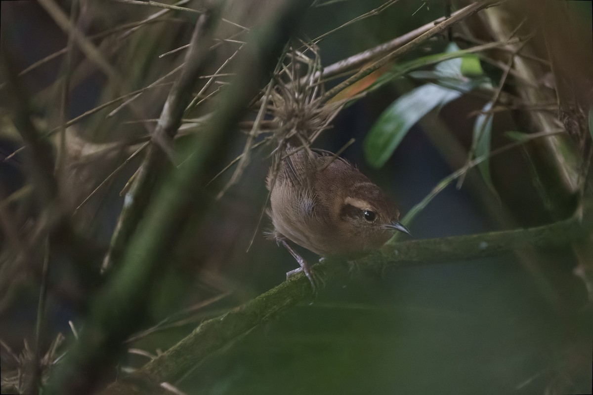 Mountain Wren - ML642076557