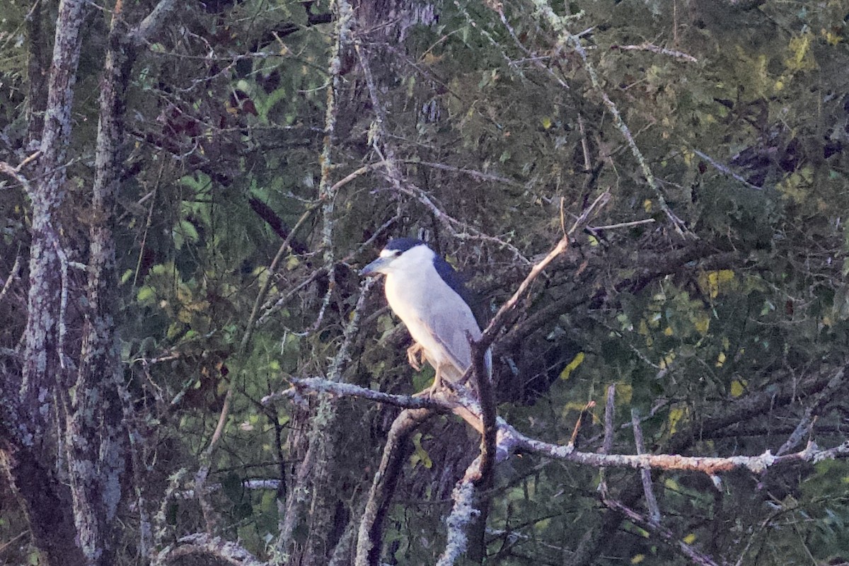 Black-crowned Night Heron - ML642076567