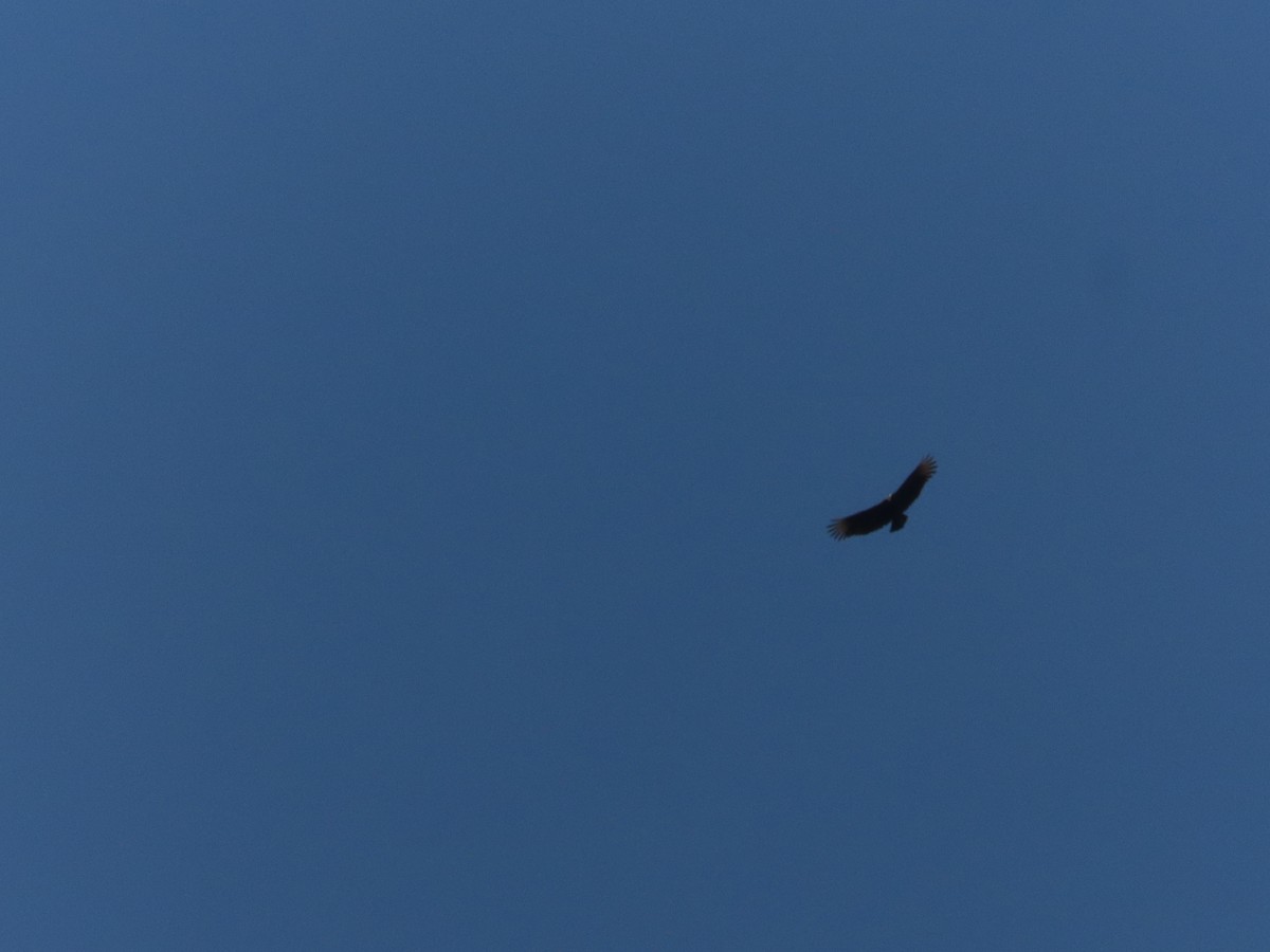 Black Vulture - ML642076570