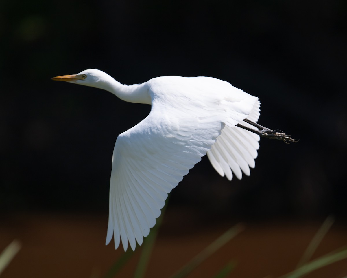 Western Cattle-Egret - ML642076573