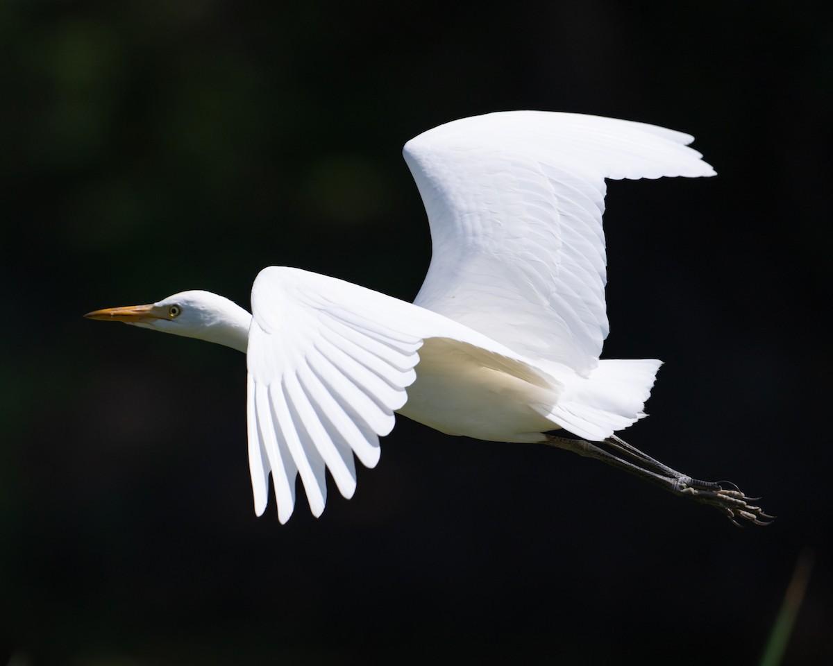 Western Cattle-Egret - ML642076575