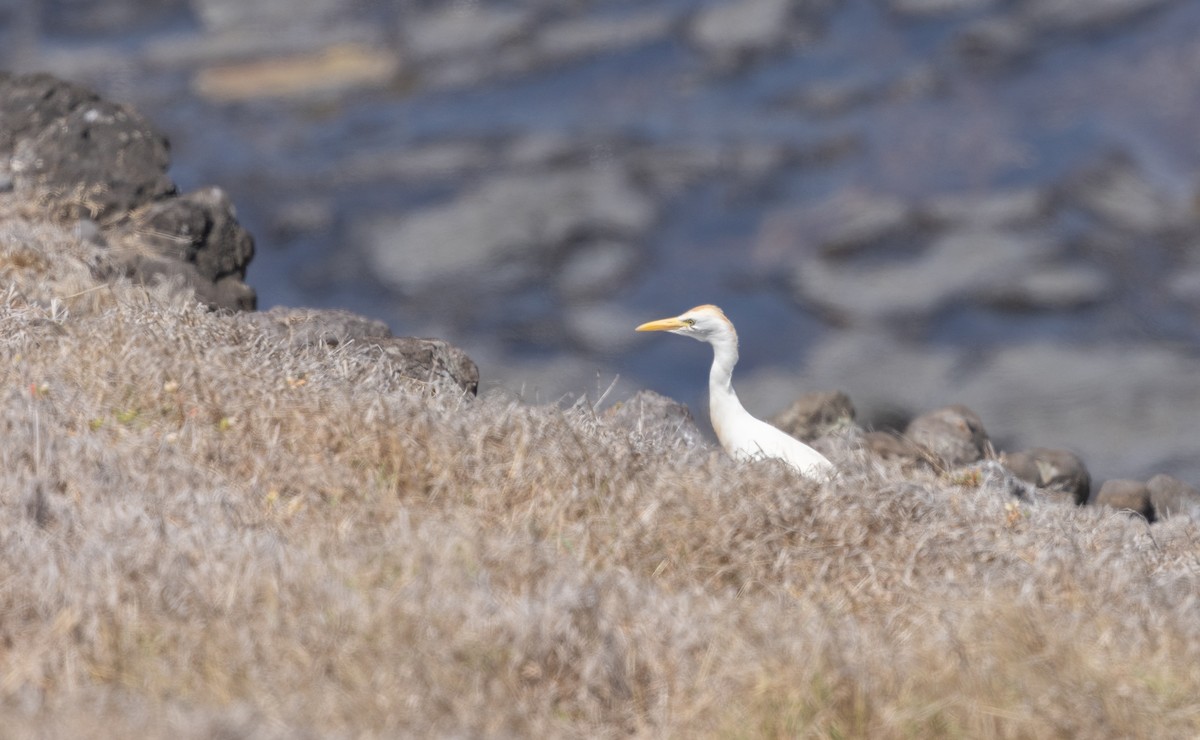 Western Cattle-Egret - ML642076577