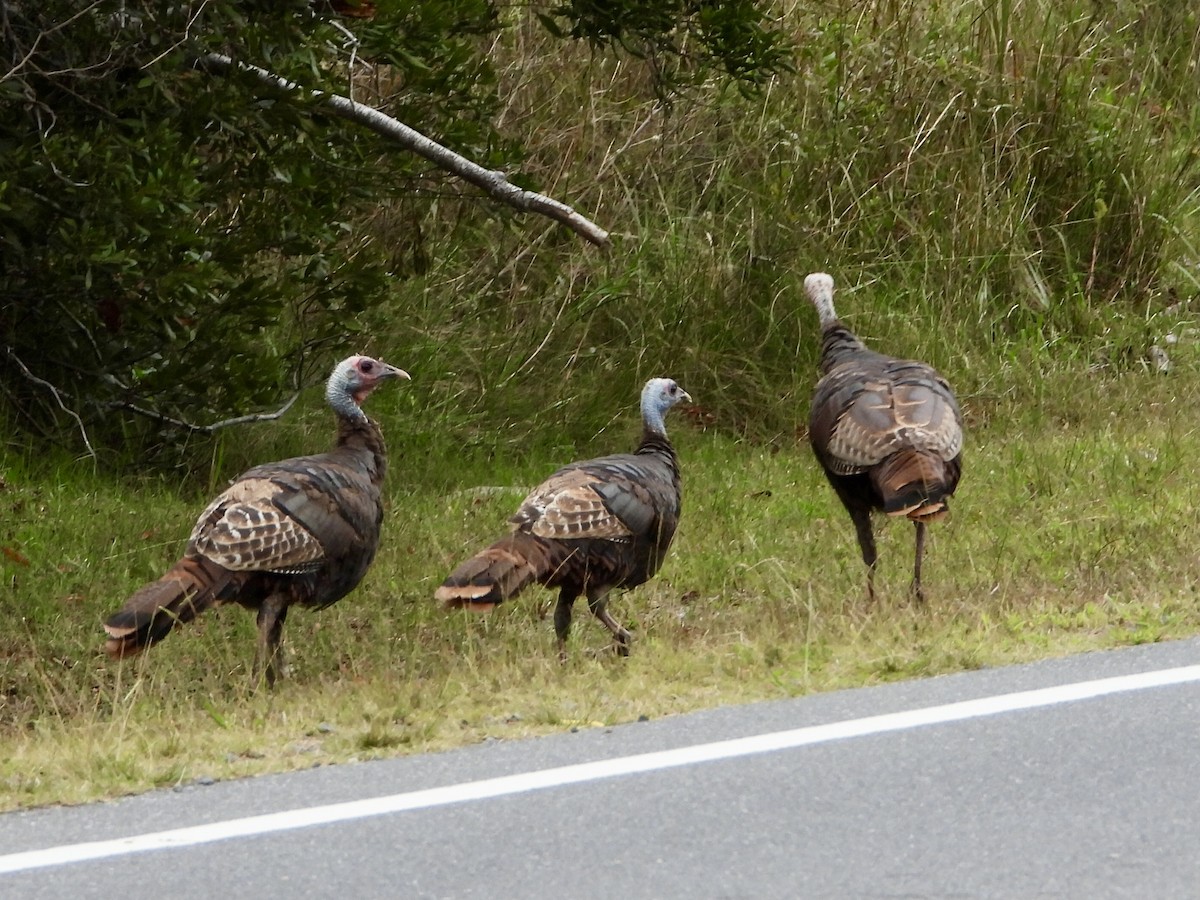 Guajolote Gallipavo - ML642076580