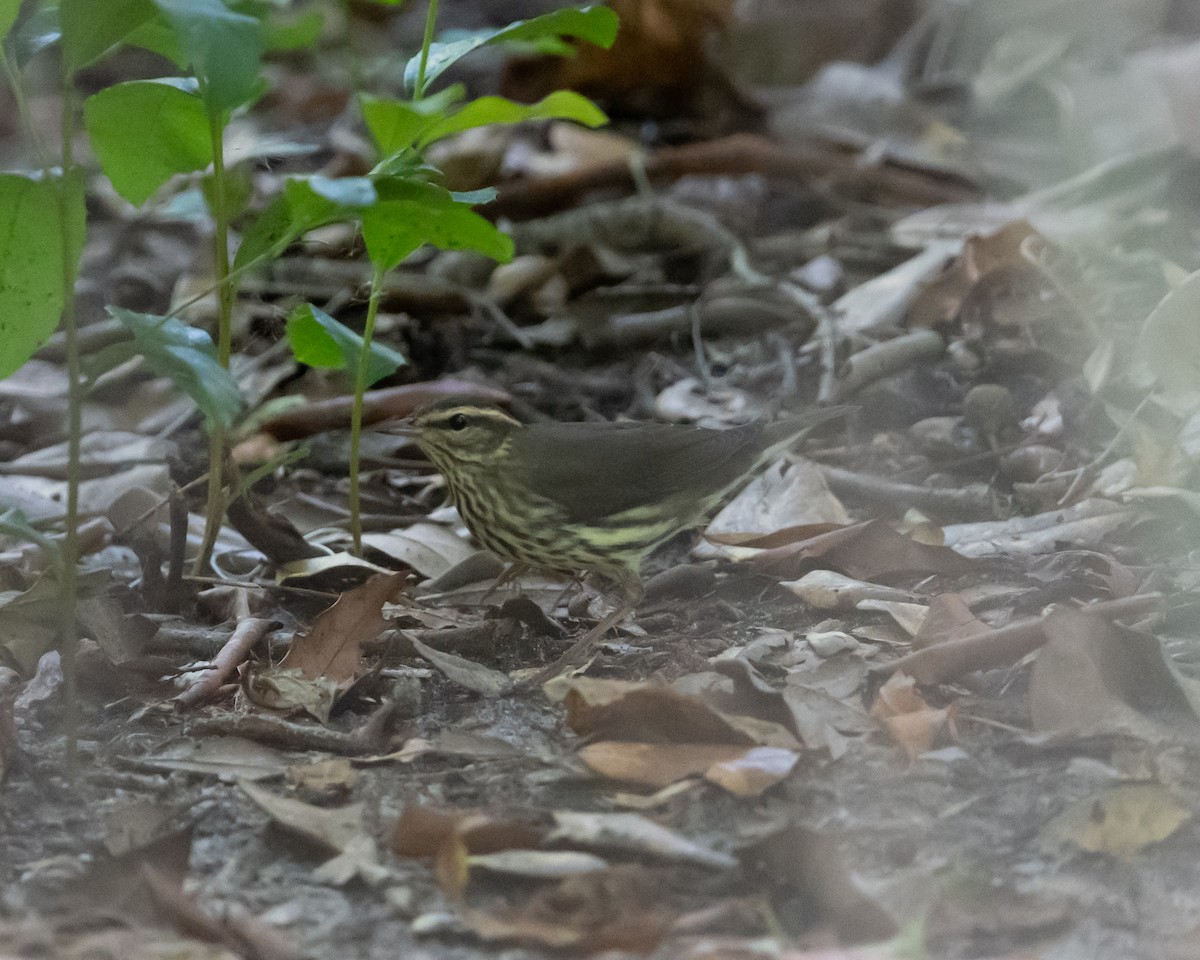 Northern Waterthrush - ML642076584