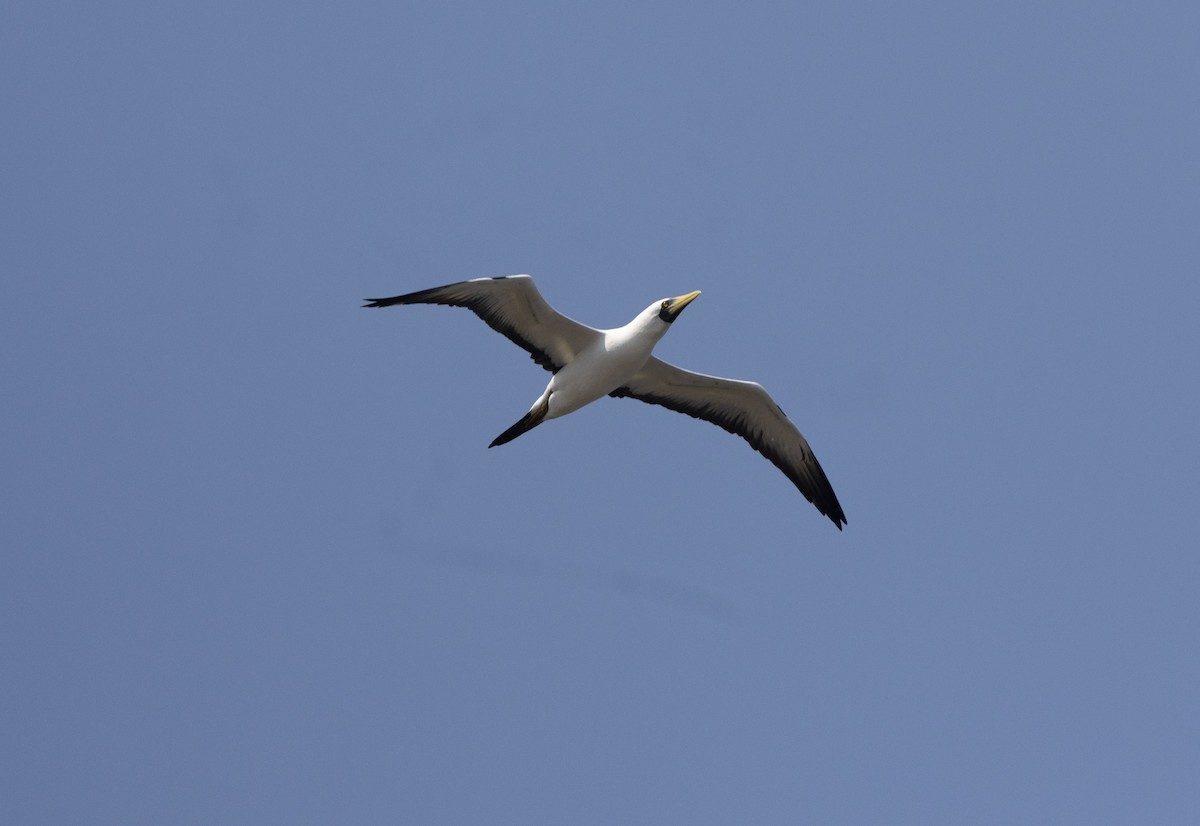 Masked Booby - ML642076611