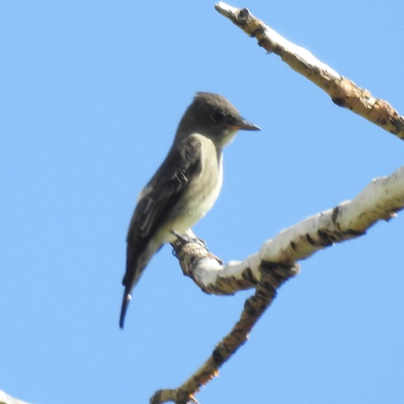 Olive-sided Flycatcher - ML642076612