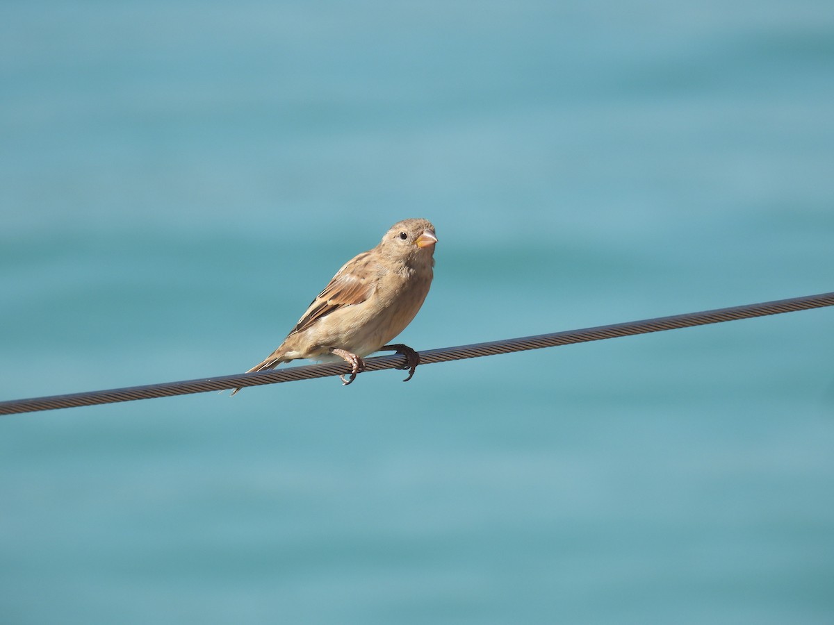 House Sparrow - ML642076633