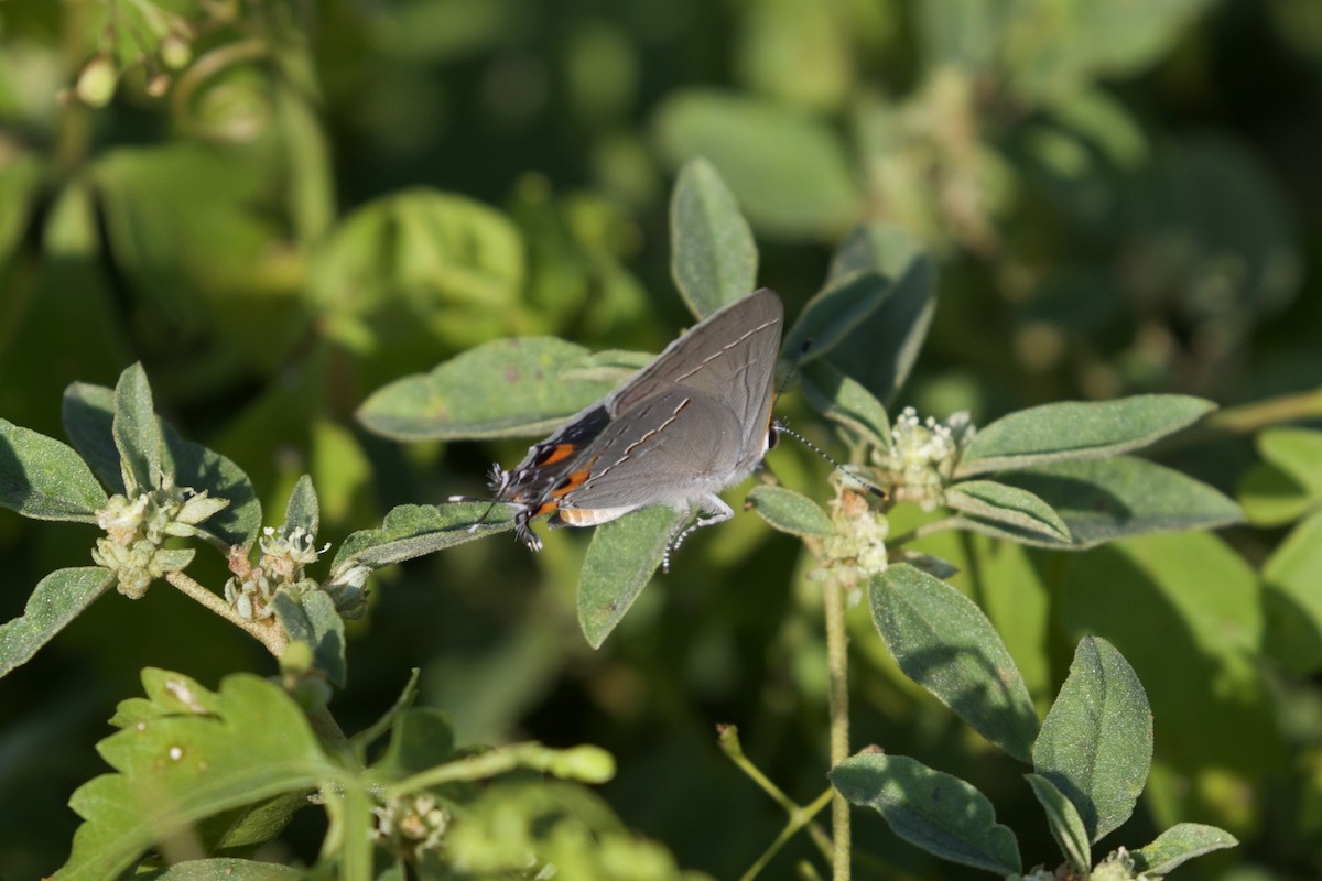 Gray Hairstreak - ML642076638