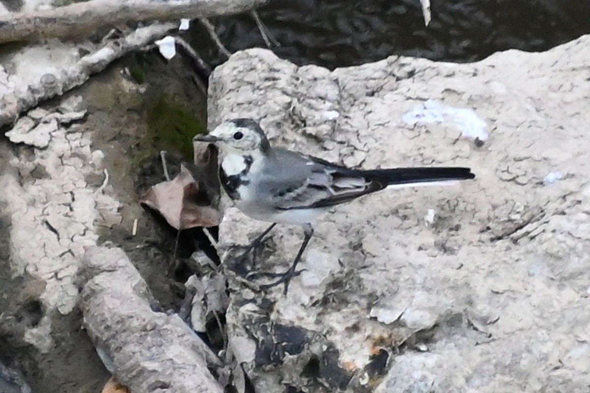 White Wagtail - ML642076641